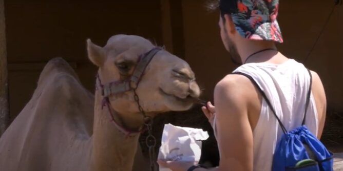 Camel Park - Cyprus Blog